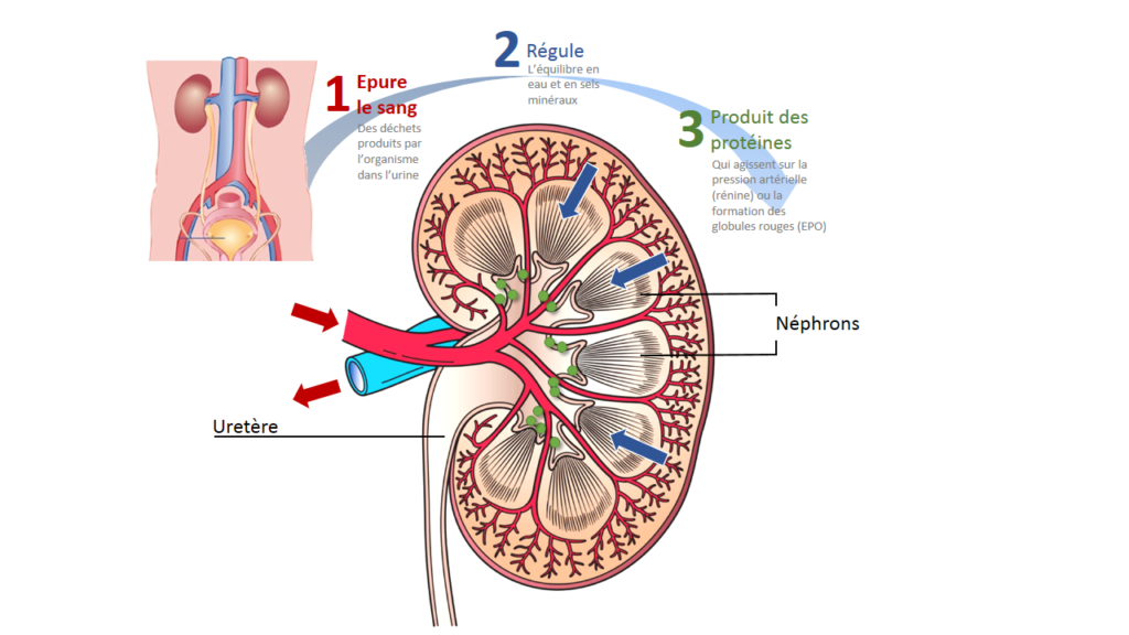 Fonctions du rein